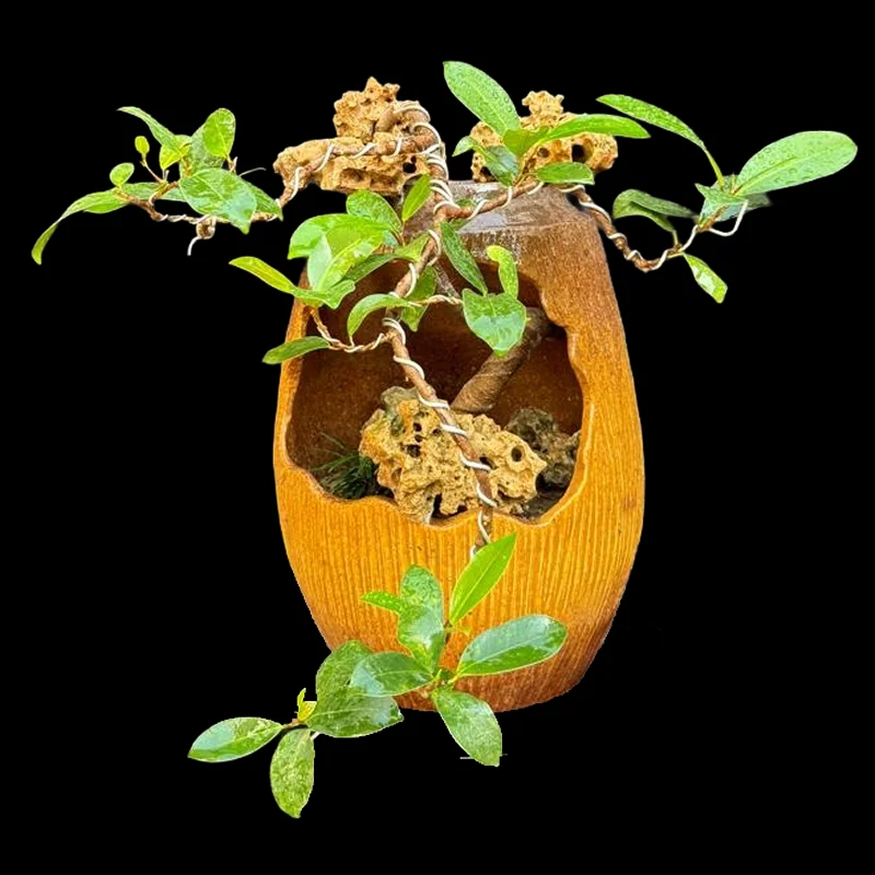 FICUS MICROCARPA PANDA